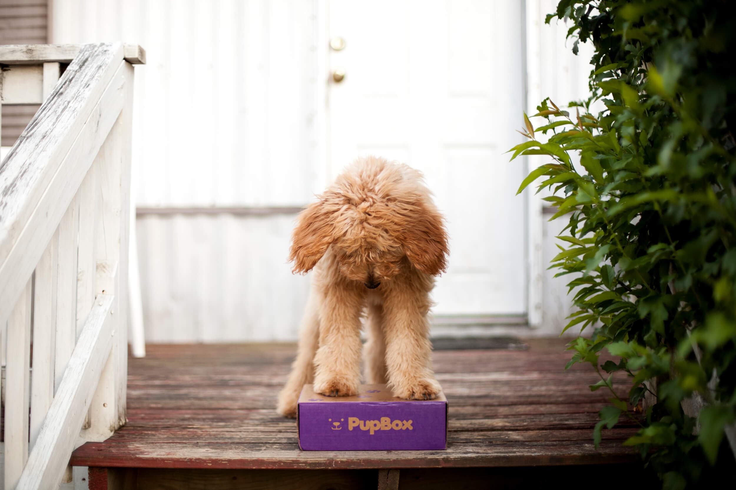 Puppy looking at a PupBox