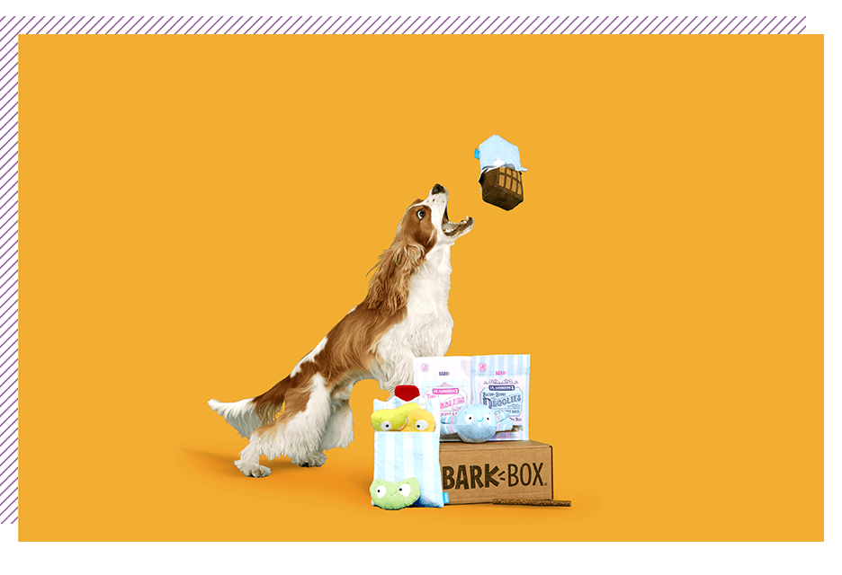 BarkBox dog